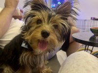 Yorkshire Terrier 5 Aylık
