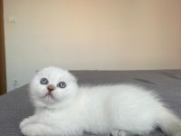 Safkan Soy Irk Garantili Scottish Fold Mükemmel Yavrumuz