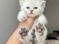 Son british shorthair kedimiz