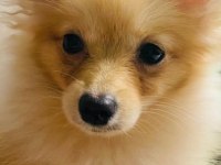 Pomeranian 6 aylık köpeğimiz