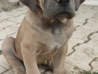 Saf kan mükemmel yavrular cane corso