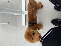 Poodle paskalımıza gerçekten bakacak bir aile arıyoruz