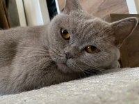 Ücretsiz British Shorthair Kedimiz