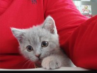 10 aylık British shorthair