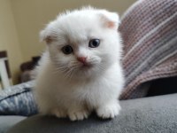Scottish fold yavrumuz