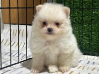 Renk Renk Çeşit Çeşit Pomeranian Yavrularımız