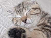 2 aylık scottish fold dişi kedimiz yuva arıyor