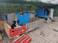4 Aralık doğumlu afacan border collie