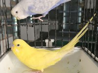 20 TAKIM EŞ ÇİFTLEŞEN MUHABBET KUŞLARI