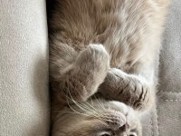 Bebek yüzlü erkek british shorthair