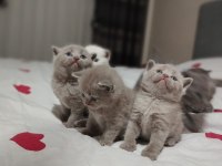 British shorthair dişi ve erkek