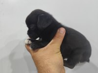 2 aylık dişi pug mops