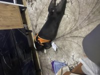 French bulldog 21.06.2022 doğumlu