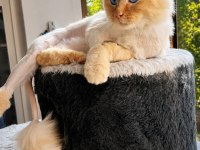 Ragdoll Kedimiz Ücretsiz
