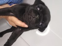 Pug yavrular