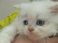 BEBİŞ KEDİLER BURDA BAKMADAN GEÇME