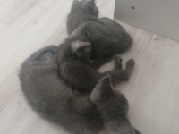 Yavru kedilerimize sıcak yuva