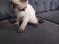 SİYAM KEDİSİ YAVRUMUZ