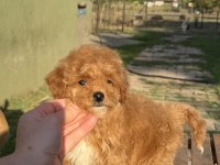 MİNİ BOY MALTİPOO KIZIMIZ