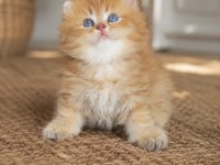 British Longhair Erkek Golden Show Kalite