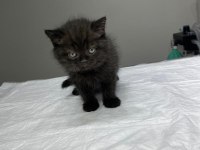 Tatlış britishler shorthair