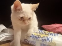 british red point