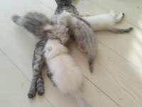 Scottish fold kedimize yuva arıyoruz