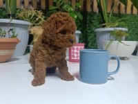 TEA CUP BOYUTLARDA KORE POODLE BEBEKLERİMİZ