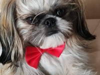 Safkan Dişi Shih Tzu 2 Aylık