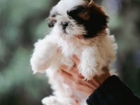 Safkan Harika anne altından shih tzu bebekler