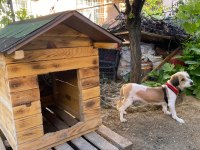 Köpeğimiz toprağı sahiplendirmek istiyoruz