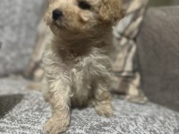 Maltipoo erkek Micro kore