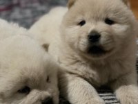 Çin aslanı köpeği