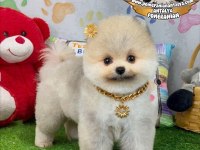 ANTALYA ORJİNAL POMERANİAN BOO YAVRULAR GEL GÖR AL