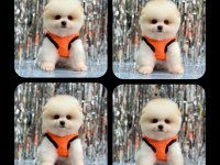Orjinal ayı surat pomeranian boo