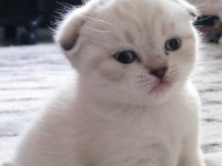 Scottish fold silver