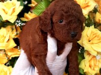 Toy poodle yavrularında son nokta