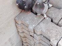 Damızlık oyunlu kuşlar