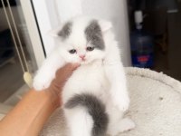 Tombiş exotic shorthair bebekler şecereli