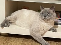 British shorthair yavrularıma yuva arıyorum
