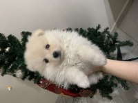 Pomeranian yavrumuz