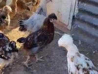 SÜS VE KÖY TAVUĞU
