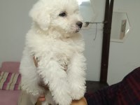 Kar beyaz bichon frise yavrular