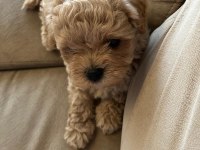 En küçük boy Maltipoo yavruları