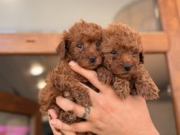 Toy poodle köpeklerim