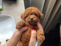 Toy Poodle Yavrular
