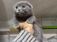 A kalite top kafa erkek scottish fold yavrumuz