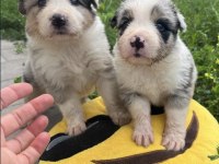 Border Collie Yavrular
