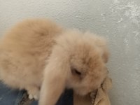 Lop tavşan karamel