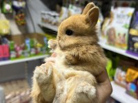 Netherland Dwarf Cüce Tavşan Çiftliği